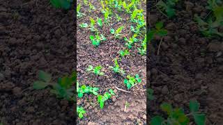 Pea plant seedlings  Pisum sativum  Leguminosae [upl. by Beller227]