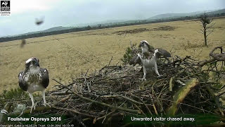 Foulshaw Ospreys 2016 Highlights [upl. by Dunn]