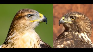 Falconry Ferruginous hawk VS Redtailed hawk [upl. by Mariya]