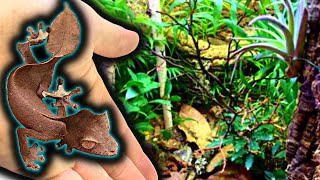 Satanic Leaf Tail Gecko Bioactive Vivarium Build Leap Habitat [upl. by Courtney]