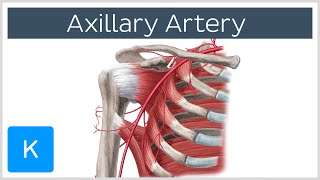 Axillary Artery  Location amp Branches  Human Anatomy  Kenhub [upl. by Tlevesor867]