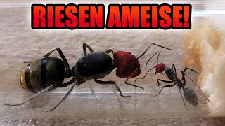 Meine neue seltene Ameisen Kolonie  Unboxing und Einrichten der Ameisenfarm [upl. by Crandall]