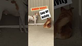 Bored Dog DIY Indoor Activity to Tire your DOG shorts pets smartdog doglife doglover [upl. by Cassaundra709]