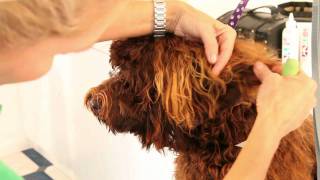 Royal Diamond Labradoodles Tips on Grooming the Earsmov [upl. by Cohbert]