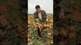 Jicamas harvesting activities from farmers and cutting so fresh with rural farming life reels [upl. by Nivalc79]