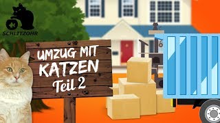 🔥5 Tipps  Umzug mit Katzen  2  umziehen mit Katze  was beachten Stressfrei ins neue Zuhause [upl. by Esilana71]