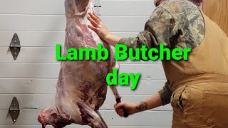 lamb butchering day warning read description before watching [upl. by Nylyram]