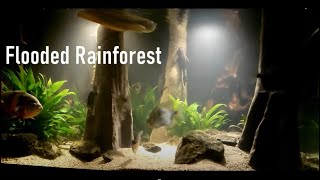 Flooded rainforest my 1700L aquarium with Arowana Oscar Myleus and Pleco [upl. by Sara-Ann]