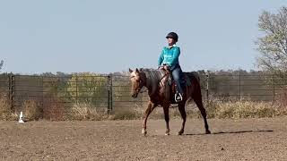 Western Dressage Intro Test 1 Gaited  WDAAZ Heart of the Horse [upl. by Ennairam]