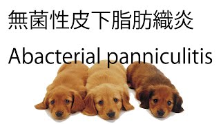 無菌性皮下脂肪織炎：細胞診Abacterial panniculitis [upl. by Hayyim]