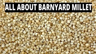 All About Barnyard Millet Health Benefits of Barnyard Millet  Positive Millets Siridhanya Millets [upl. by Wise]