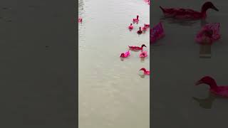 যে কারণে হাঁসের রঙ লাল করা হয় shorts RedDuck Cholonbil Farming [upl. by Alarick216]