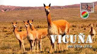 🦙 La Vicuña en Ulla Ulla [upl. by Lletnuahs]