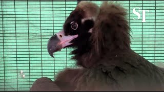 Cinereous vulture in the avian hospital at Jurong Bird Park on Jan 3 2022 [upl. by Pelag499]