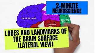 2Minute Neuroscience Lobes and Landmarks of the Brain Surface Lateral View [upl. by Atinav]