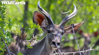 WildEarth  Sunrise Safari  28 March 2024 [upl. by Bathsheb]