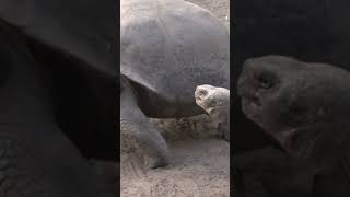 Galapagos Tortoises fighting shorts animals wildlife nature [upl. by Ydnas]