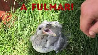 Fulmar spitting [upl. by Beitris]