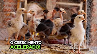 Dicas de Criação Separei os Pontinhos das Galinhas Adultas🐓 [upl. by Mcnelly116]