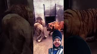 tiger animals Hindi short video [upl. by Aicala924]