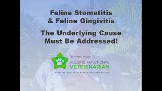 Feline Stomatitis amp Gingivitis The Underlying Cause Must Be Addressed [upl. by Llehsad]