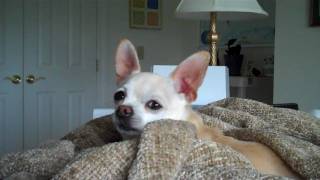 Bubba The Singing Chihuahua Says I Love You [upl. by Edeline]