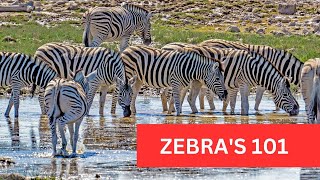 Zebra 101 A Basic Introduction to Zebras [upl. by Anirbus50]