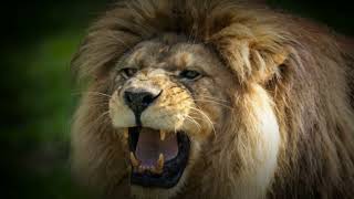 Barbary Lion The Lost Kings of North Africa  Africa’s Largest Predator [upl. by Anwahsal]