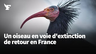 Libis chauve une espèce en voie dextinction est de retour en France [upl. by Tinor]