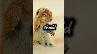 Meet the Xerus Africas Resilient Ground Squirrel Xerus AfricanGroundSquirrel WildlifeFacts [upl. by Checani]