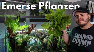 Terrarienpflanzen für mein Wald Diorama Aquarium [upl. by Oinotnaesoj]