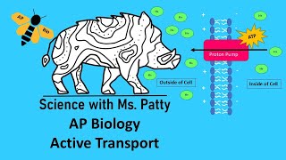 Active Transport  AP Biology [upl. by Nnarual]