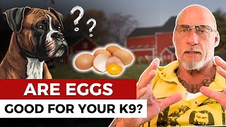 The RAW Truth About DOGS and EGGS [upl. by Avert]