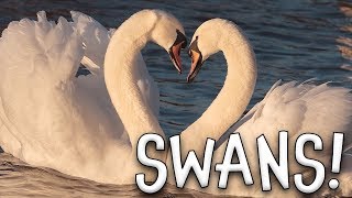 Swans Swan Facts for Kids [upl. by Bachman]