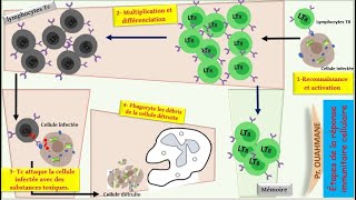 quotLArt de la Défense Décrypter la Réponse Immunitaire à médiation cellulairequot [upl. by Flodur956]