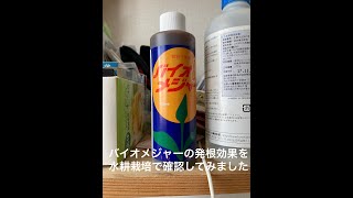 バイオメジャーの発根効果を水耕栽培で確認してみました [upl. by Euridice]