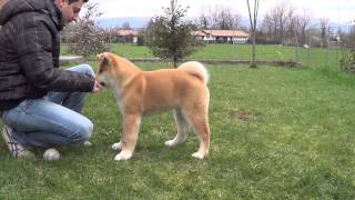 basic training akita puppy addestramento base cucciolo akita [upl. by Anirtik41]