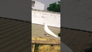 High flyer pigeon 😈🤬🔥🔥😈 funny pigeonattitude kabootar [upl. by Adnawuj437]