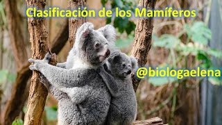 Tipos de Mamíferos  Clase Mamalia  Clasificación  Reino Animal [upl. by Costello820]