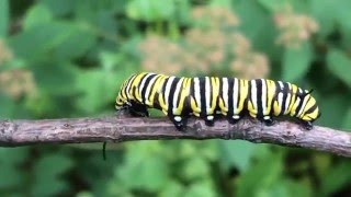 Life Cycle of the Monarch Butterfly [upl. by Willms]