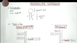 Phospholipid Synthesis Glycerophospholipids  Sphingolipids  Lipid Metabolism Doctor Z [upl. by Feldman]