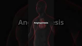 Angiogenesis How It Can Help You [upl. by Hunfredo]