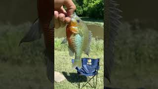 Redbreast sunfish [upl. by Laehcym]