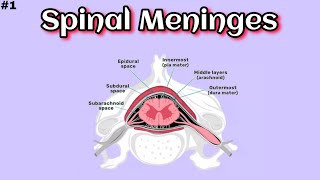 Spinal MeningesBasic Overview  Part 1  Medimartt Academy [upl. by Moria]