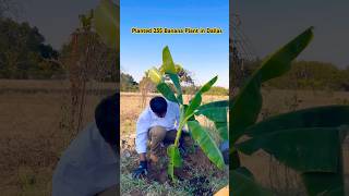 Banana Farming in the USA 🇺🇸 [upl. by Inavihs]