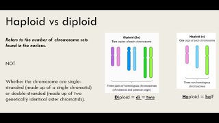 Haploid vs Diploid [upl. by Vladimir]