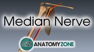 Median Nerve  3D Anatomy Tutorial [upl. by Naesad749]