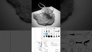 trilobite amp micromine трилобиты майкромайн [upl. by Harry111]