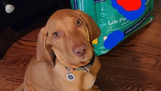 What I feed My Vizsla puppy [upl. by Drageruaeb143]