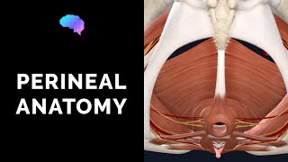 Anatomy of the Perineum 3D tutorial  UKMLA  CPSA [upl. by Waller323]